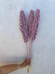 Corn frosty pink Bund