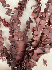Eukalyptus Parvifolia Bund rot