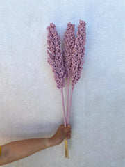 Corn frosty pink Bund