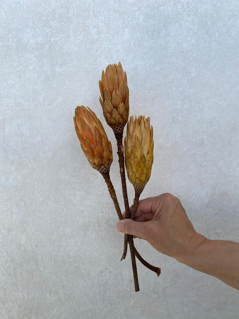 Protea Repens Blüte (Stk.)
