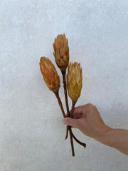 Protea Repens Blüte (Stk.)