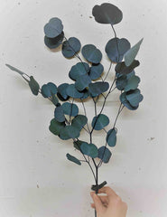 Eukalyptus Populus Zweig (Stk.)